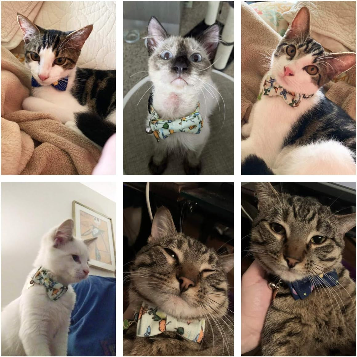 Breakaway Cat Collar Set with Removable Bow Tie and Bell, Includes Universe Dinosaur Design, Adjustable for Neck Sizes 7.5" to 10.5" - 2 Pack