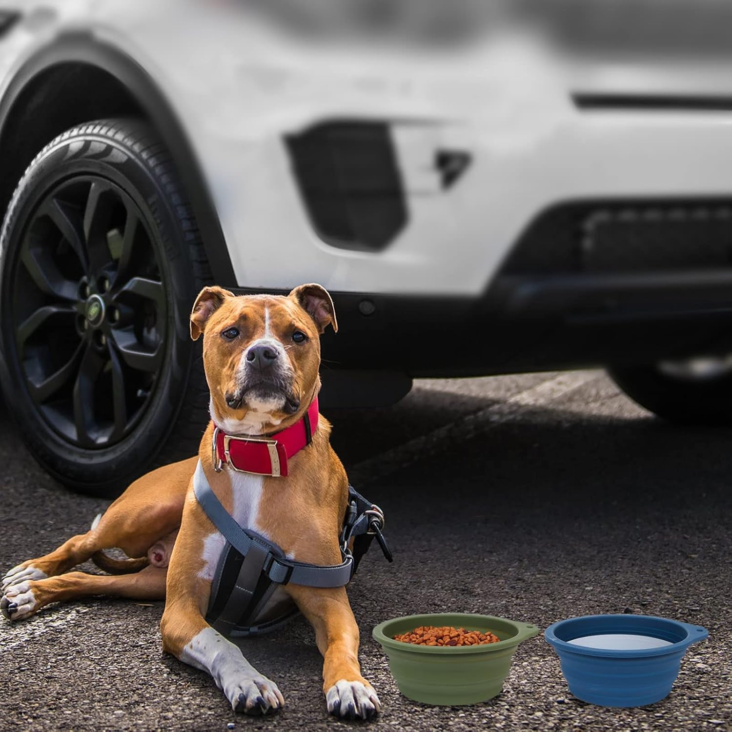 Collapsible Dog Bowl Set - Integrated Molding Travel Bowls for Pets, 600ml Capacity (Navy Blue & Dark Green)